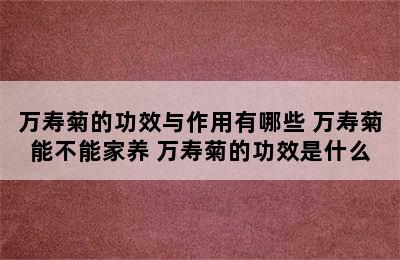 万寿菊的功效与作用有哪些 万寿菊能不能家养 万寿菊的功效是什么